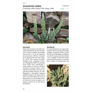 LES FALGUERES DE CATALUNYA. GUIES DE CAMP 5
