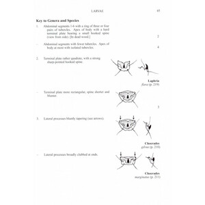 BRITISH SOLDIERFLIES AND THEIR ALLIES_1