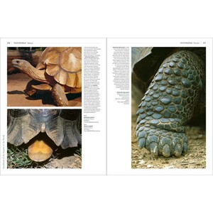 HANDBOOK OF THE REPTILES OF THE WORLD. TURTLES AND CROCODILES 7