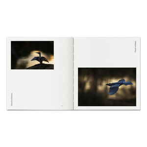 ORIGAMI SAUVAGE 3