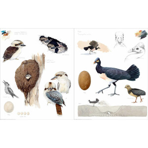 BIRD NEST &AMP; EGG. THE HOMES OF FORTY EXTRAORDINARY SPECIES 4