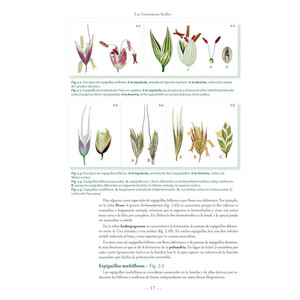 LAS GRAMÍNEAS FÁCILES. GUÍA VISUAL CON CLAVES PARA IDENTIFICAR LAS GRAMÍNEAS ÍBERO-BALEÁRICAS 2
