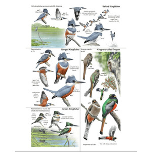 THE BIRD GUIDE: NORTH AMERICA 2
