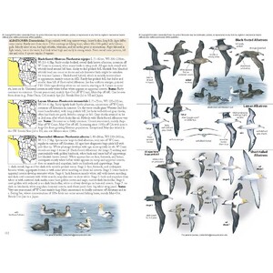 THE BIRD GUIDE: NORTH AMERICA 4