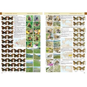BUTTERFLIES OF THE WESTERN PALAEARCTIC. VOLUME 2: LYCENIDAE (AGRODIATEUS), RIODINIDAE, NYMPHALIDAE: LIBYTHEINAE, DANAINAE, CHARAXINAE, APATURINAE, LIM 4