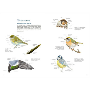 AVES. GUÍA DE INICIACIÓN A LA ORNITOLOGÍA_1