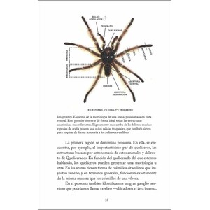 LA VIDA SIENDO UNA ARAÑA_1