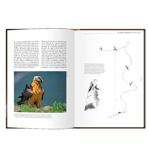 LES RAPACES D'EUROPE - TOME 1: RAPACES DIURNES 4