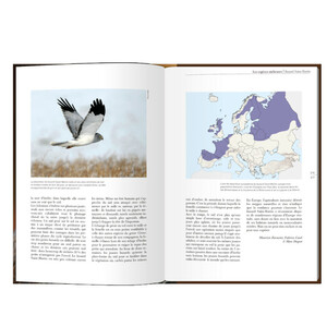 LES RAPACES D'EUROPE - TOME 1: RAPACES DIURNES 5