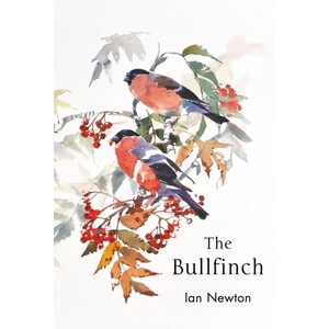 THE BULLFINCH