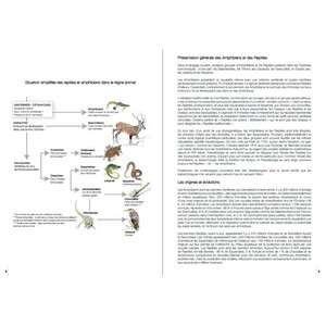 REPTILES ET AMPHIBIENS PYRÉNÉENS_1