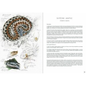 REPTILES ET AMPHIBIENS PYRÉNÉENS 2