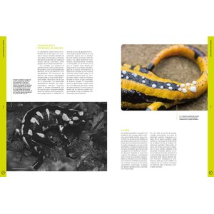 ORYX, LA REVISTA DEL AMANTE DE LA NATURALEZA. NÚMERO 03. VERSIÓN IMPRESA EN CASTELLANO. 3