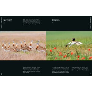 ORYX, LA REVISTA DE L'AMANT DE LA NATURA. NÚMERO 10. VERSIÓ IMPRESA EN CATALÀ. 6