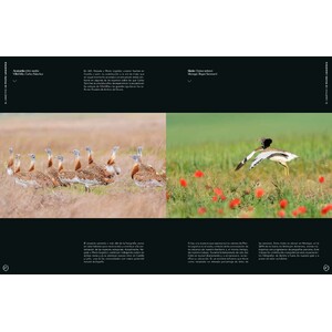 ORYX, LA REVISTA DEL AMANTE DE LA NATURALEZA. NÚMERO 10. VERSIÓN IMPRESA EN CASTELLANO. 6