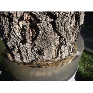 ECOPIEGE 30CM TRAMPA COLLAR PARA EL CONTROL DE LA ORUGA DE LA PROCESIONARIA 5