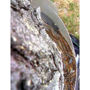 ECOPIEGE 30CM TRAMPA COLLAR PARA EL CONTROL DE LA ORUGA DE LA PROCESIONARIA 7