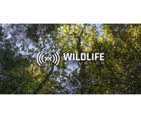 Wildilfe Acoustics 2024